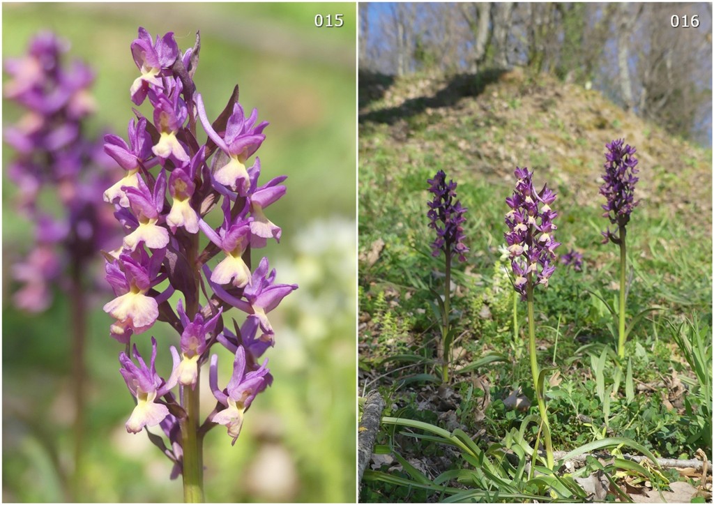 Dactylorhiza romana in una splendida variabilit - provincia di Caserta marzo 2019